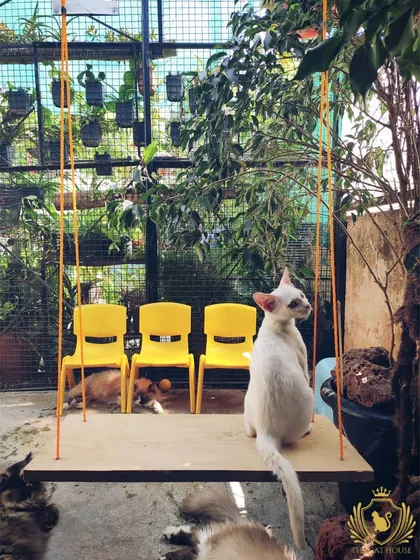 A wide view of our catio, showing the swing, chairs, and climbing structures. It's a stimulating environment designed to prevent boredom and encourage natural behaviors.