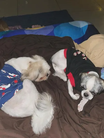 Two best friends, dressed in their little shirts, snuggling up for a nap. It’s so heartwarming to see them bond and feel so at ease with each other at our dog daycare.