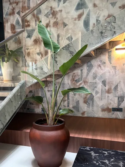 A Bird of Paradise plant stands in a rustic terracotta pot against a modern, patterned wall. The contrast between the organic plant and the geometric wallpaper creates a visually interesting and dynamic composition.
