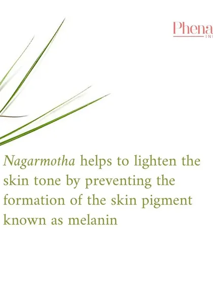 One of the key benefits of Nagarmotha is its ability to help lighten skin tone. It works by naturally preventing the formation of melanin, the pigment responsible for dark spots and unevenness.