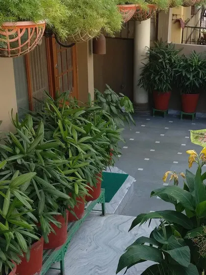 A home balcony filled with greenery. In the foreground are Lady Palms in red pots, while hanging baskets add another layer of green, creating a cozy garden feel.