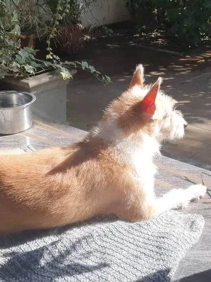 An Indie dog enjoying a quiet moment, sunbathing on a soft mat on the veranda. Simple pleasures like this make for a happy and relaxed dog.