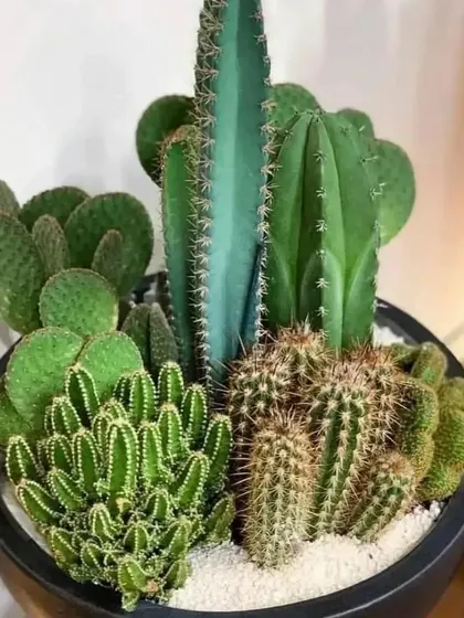 A modern desert-scape arrangement in a black bowl, featuring several types of cacti. This makes a great, long-lasting centerpiece.