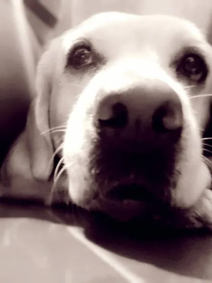 Cookie's expressive face, full of love and trust.