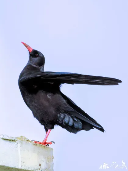 A slightly different angle of the Red-billed Chough, highlighting its bright red bill and legs which contrast sharply with its glossy black feathers.