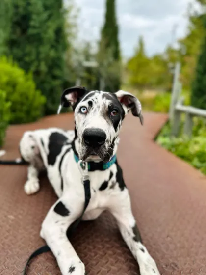 Look at that face. This Great Dane graduate is proof that with the right training, even the biggest dogs can be calm and obedient companions.