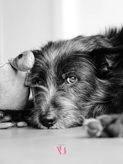 Sometimes, taking away the color reveals the true emotion. This quiet, monochrome portrait of Bozo with his favorite toy strips away all distractions, leaving just the raw, soulful connection.