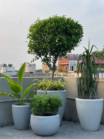 A minimalist's dream garden. This terrace corner features a cluster of four grey pots of varying sizes, housing a Ficus topiary, a Bird of Paradise, and other complementary plants for a clean and modern look.