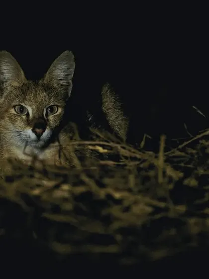 A jungle cat, one of India's most adaptable felines, peers out from the darkness in the semi-rural grasslands of Gurgaon.
