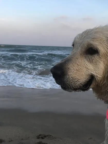 These photos are from our very first beach trip to Pondicherry. Seeing my dogs experience the ocean for the first time, equipped with their life jackets, solidified my passion for pet travel.
