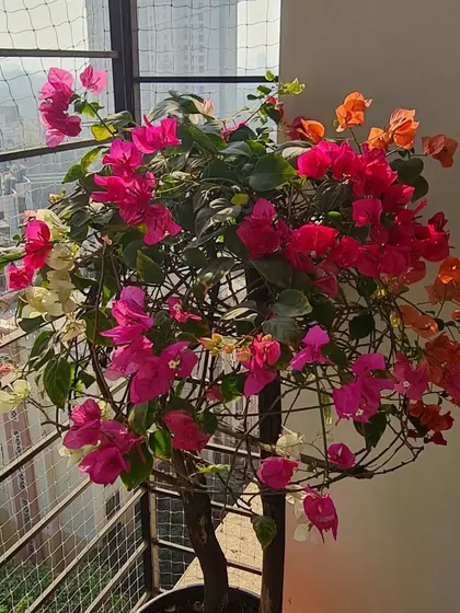 Another view of the gorgeous Bougainvillea, showing how it fills the balcony space with such vibrant energy against the city backdrop. It's a reminder that beauty can thrive anywhere.
