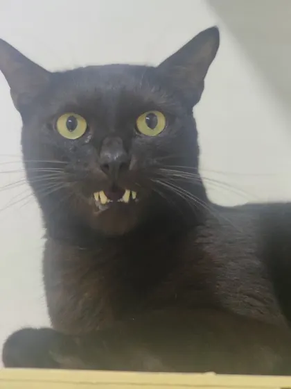 Leo the black cat says "Hi" with a flash of his little teeth. He is a very friendly and talkative boy.