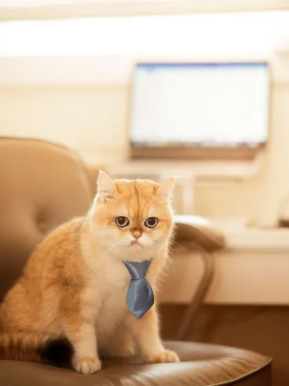 "This meeting could have been an email." The expression on this handsome cat, Yuki, dressed in a tiny tie, perfectly captures that office life feeling. I love bringing out the humor in our pets.