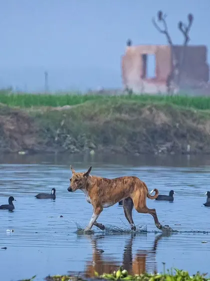 A free-ranging dog wades through Najafgarh lake, a significant threat to bird populations as they hunt injured and healthy birds alike.