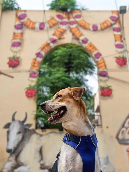 An Indie dog posing in front of the Lodhi Art District in Delhi. The colorful murals provide a vibrant and unique urban backdrop.