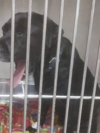 Mishri waiting in her kennel at the vet. Keeping dogs out of hospital environments and in homes is crucial for their mental and physical healing, especially after intensive treatments.