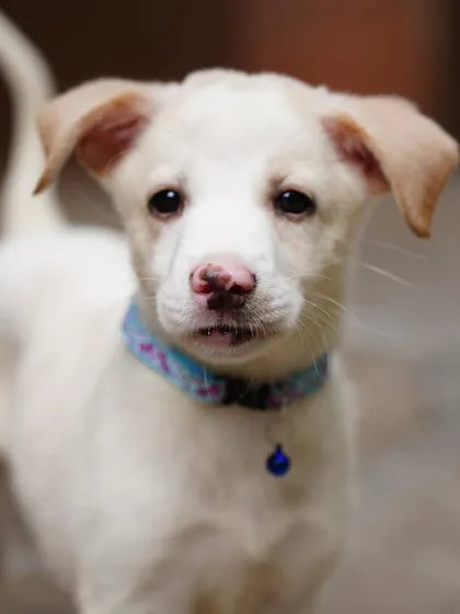 A close-up of Laila, the adopted Indie pup. Her pink nose is just adorable.
