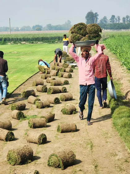 A worker carries a heavy load of turf, showcasing the hard work that goes into our product.