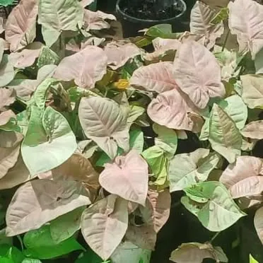 This Pink Syngonium, or Arrowhead Plant, offers soft, blush-pink leaves. It's a popular tabletop plant that brings a gentle, colorful element to your indoor plant collection.