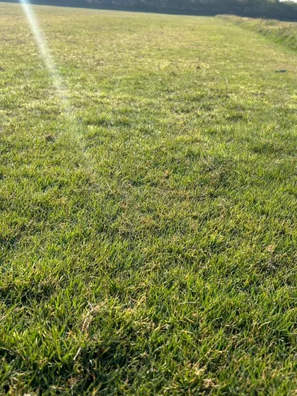 Another close-up of the quality grass I provide. The texture is soft, and the color is a vibrant, natural green.