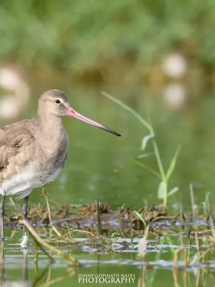 A Black-tailed Godwit wades through the shallow waters of a wetland. Its long bill is perfectly adapted for probing the mud for insects and crustaceans.