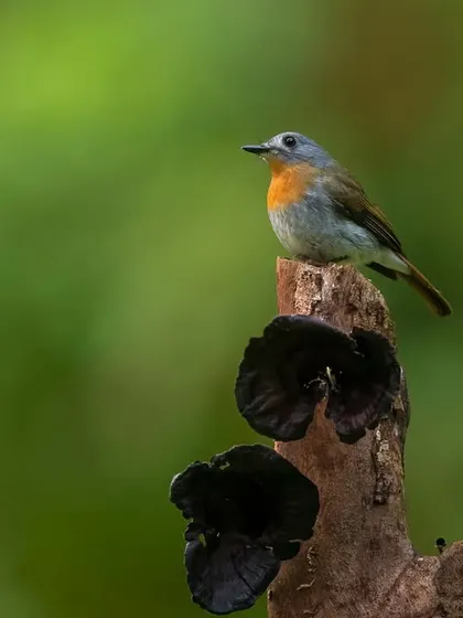 A Tickell's Blue Flycatcher on a stump with fungi, an example of finding beautiful compositions in nature.