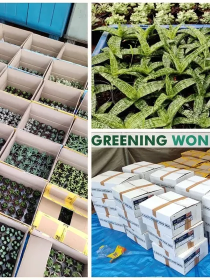 A large shipment of 2100 succulents, neatly packed and ready for delivery, showcasing our logistical capabilities.