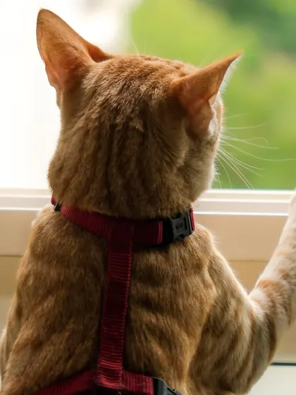 A cat in a harness, looking out the window. A quiet, contemplative moment that speaks volumes.