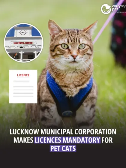 Lucknow is set to become one of the first Indian cities to mandate licenses for pet cats. The measure aims to boost rabies vaccinations and ensure responsible pet ownership.
