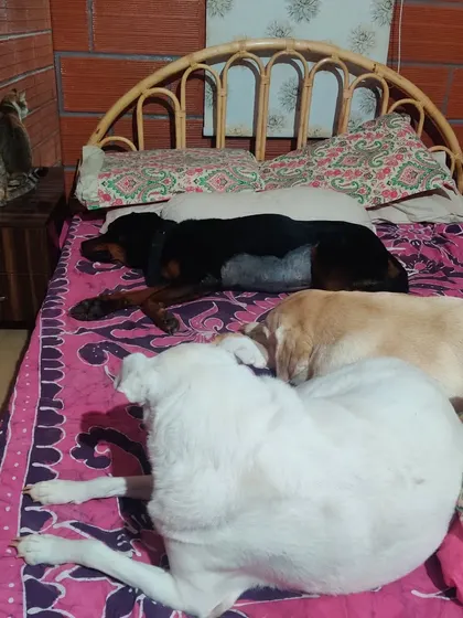 People say shelter dogs are broken, but I see it differently. This is Simba, who had a bite history, now fully integrated into my pack and sleeping peacefully with everyone. With obedience training, trust-building, and desensitization, we applied our own Kintsugi to mend his past.