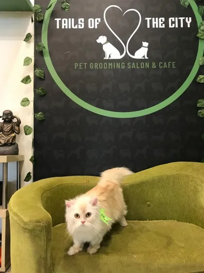 Auora the Persian cat is looking elegant and poised after her spa day. We handle long-haired cats with special care to prevent mats and keep their fur silky.