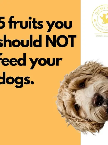 Just like with cats, some fruits are harmful to dogs. Here are five fruits you should avoid feeding your dog to keep them safe.