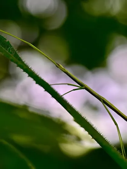 A peerless Stick Insect, one of nature's masters of deception. Sluggish and spending a lifetime in low foliage, they are almost impossible to spot, a true challenge for any naturalist.