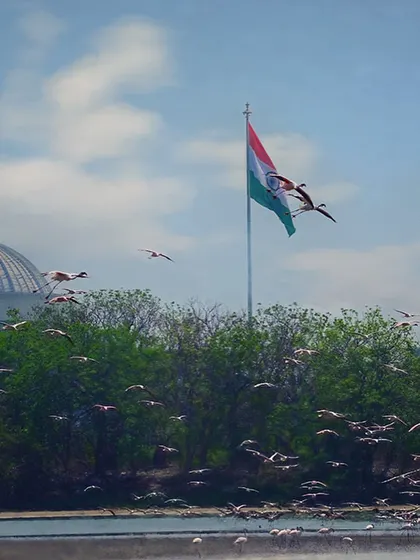 On India's Republic Day, the lesser flamingos put on their own aerial display, flying past the national flag near the DPS lake in Navi Mumbai. It's a powerful symbol of the natural heritage that we as a nation have a duty to protect.