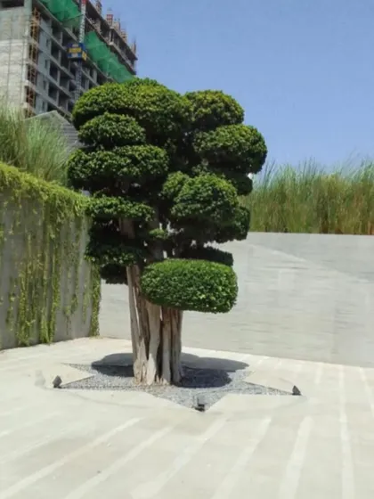 The newly installed tree stands in its designated spot, with the surrounding courtyard still under development. Even at this early stage, the tree establishes a powerful presence in the space.