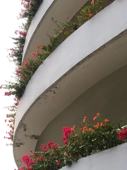 An upward view of the curved balconies adorned with pink and red Bougainvillea. It's a low-maintenance way to create a high-impact floral display.