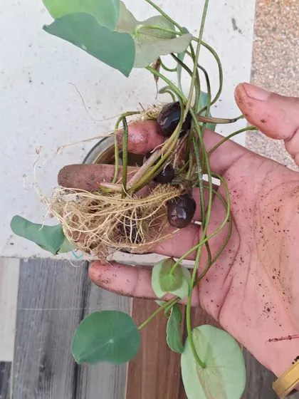 These are Lotus saplings, ready to be planted. The lotus is a highly sacred flower, and I can show you how to grow it in a pot.