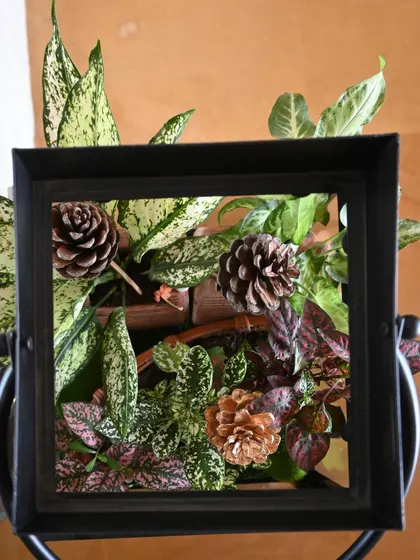 A top-down view of the live plant arrangement in the transformed candle stand. We used a mix of colorful foliage plants and pinecones in a terracotta basket to create a beautiful, living display.