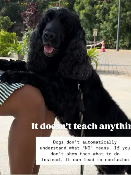 Overusing the word "no" is a common training mistake. It loses its meaning, lowers your dog's confidence, and doesn't teach them what you want them to do instead. I teach you how to use redirection and positive reinforcement for better results.