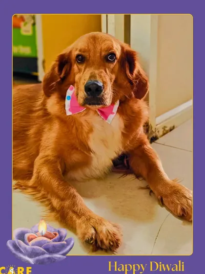 This gorgeous golden-haired resident is sending warm wishes for a happy and safe Diwali to all our supporters.