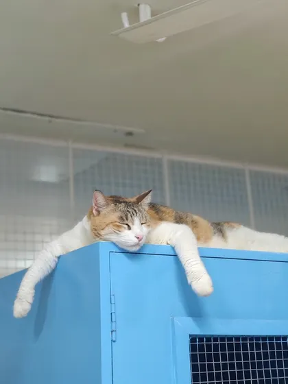 Charlie showing us the definition of relaxation. He has stretched himself out completely on top of one of the blue enclosures for a good nap.