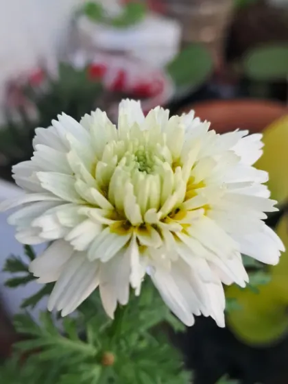Another view of the young winter flower.