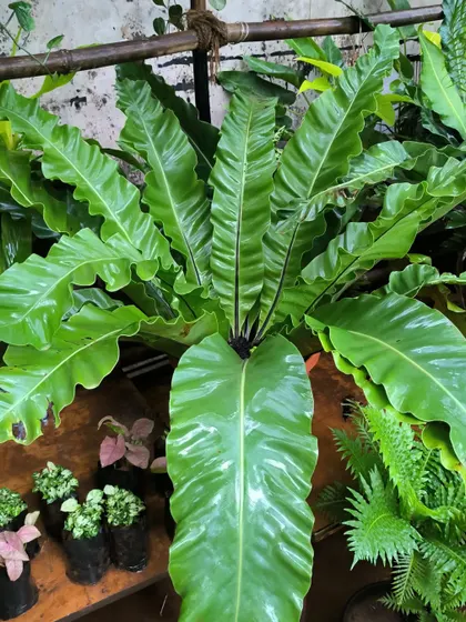 This Bird's Nest Fern is so large and lush it's hard to capture in a single frame. Its wavy, bright green fronds bring a wonderful texture to a plant collection.