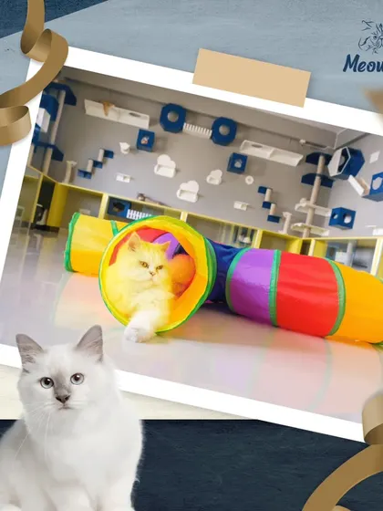 A guest peeks out from a vibrant play tunnel, one of the many fun features in our facility. I provide a variety of toys and structures to keep things interesting.