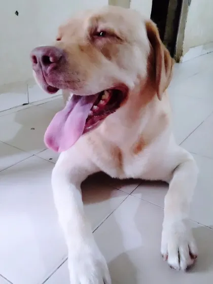 This is happy Simba, a lovely Labrador who stays with me. I make sure every dog gets lots of personal attention and belly rubs, so they always feel happy and loved during their stay.