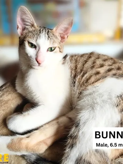 Bunny is a relaxed 6.5-month-old male who enjoys lounging and observing the world around him. He is looking for a home where he can nap in sunbeams and receive gentle pets.
