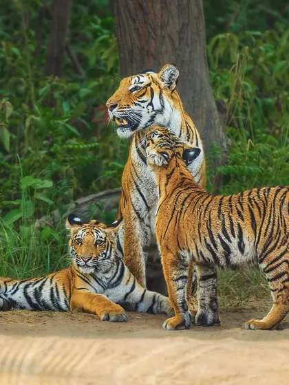 A tender moment between Parwali, a tigress from Jim Corbett National Park, and her cubs. A mother's love is a universal language, and my photography aims to capture these gentle interactions that are fundamental to survival.