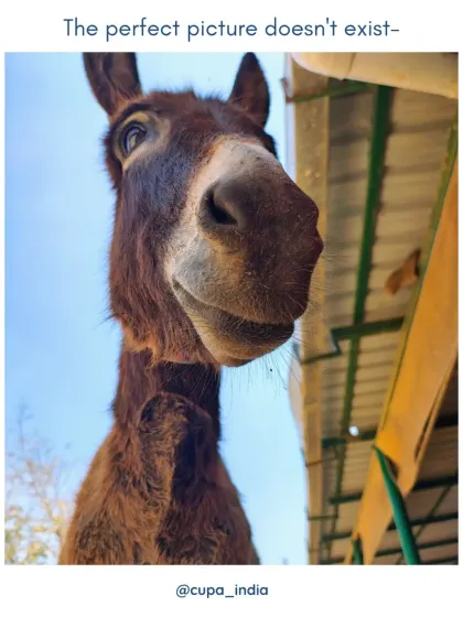 This donkey's gentle expression says it all. Here, they are treated with kindness and respect, and they have learned to trust humans again.