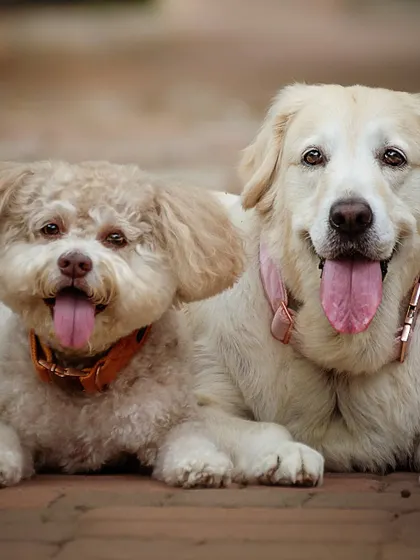 A duplicate of the happy duo.