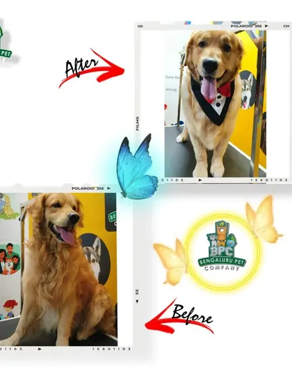 A before and after collage of a Golden Retriever's grooming session, showing the difference a good brush, bath, and trim can make.